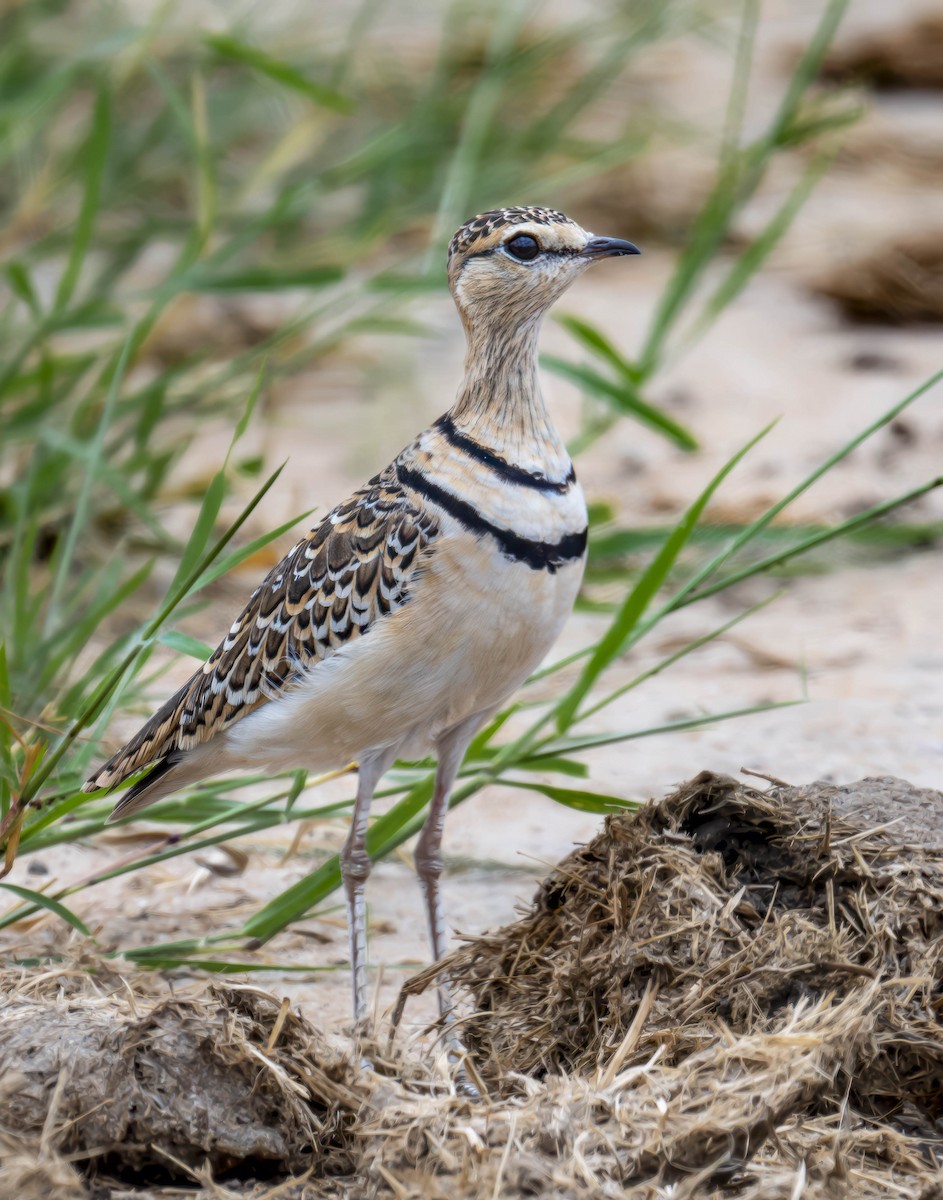 Double-banded Courser - ML621385591