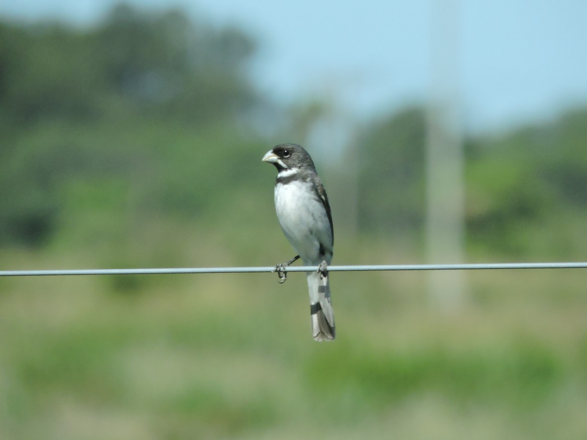 Double-collared Seedeater - ML621385636