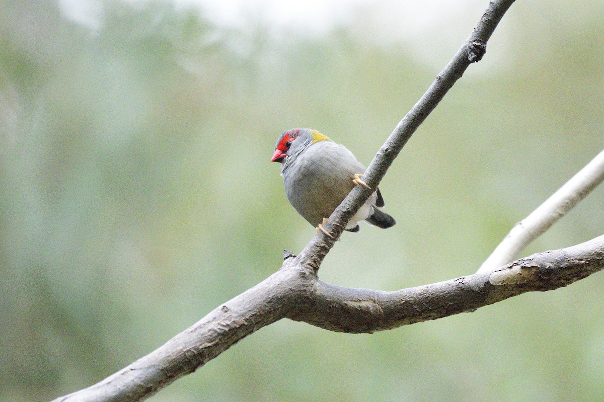 Red-browed Firetail - ML621385656