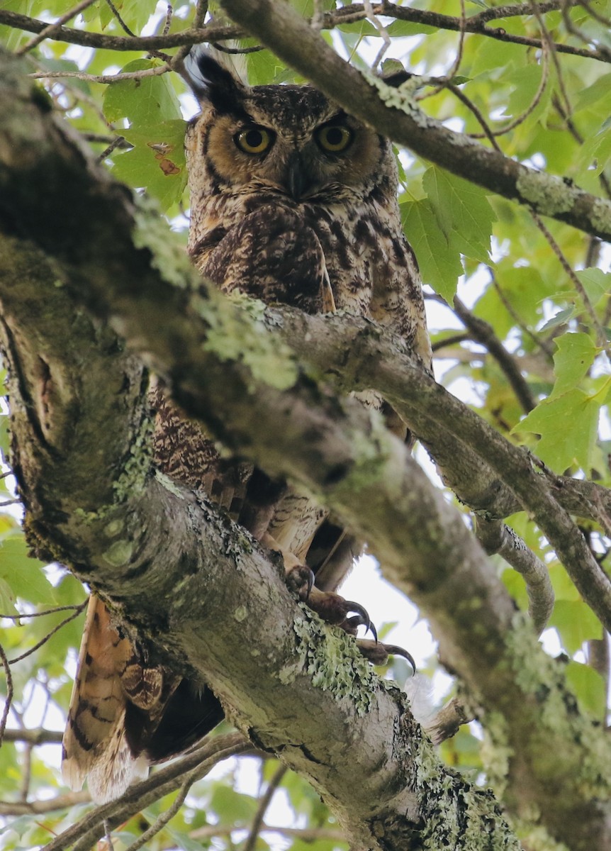 Great Horned Owl - ML621385679