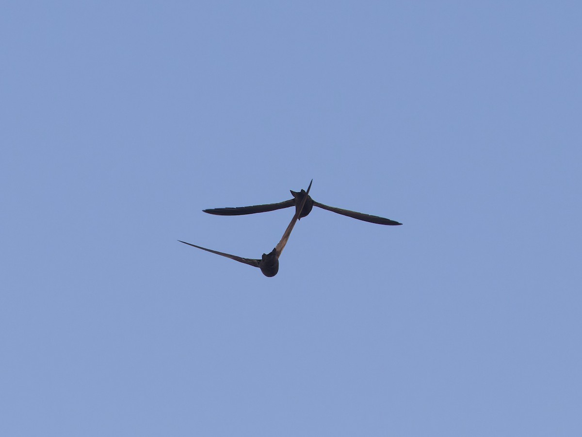 Common Swift - ML621385743