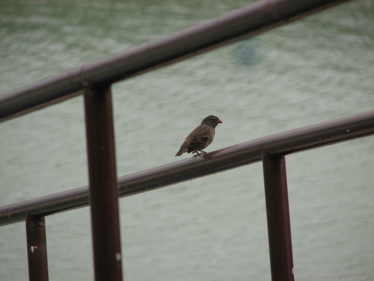 Medium Ground-Finch - ML621385793