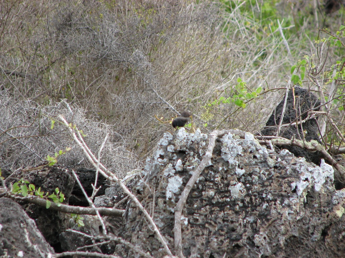 Medium Ground-Finch - ML621385794