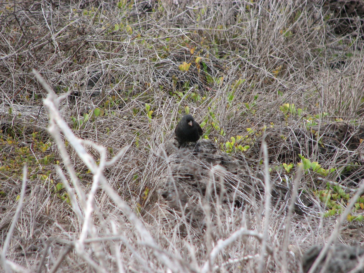 Medium Ground-Finch - ML621385795