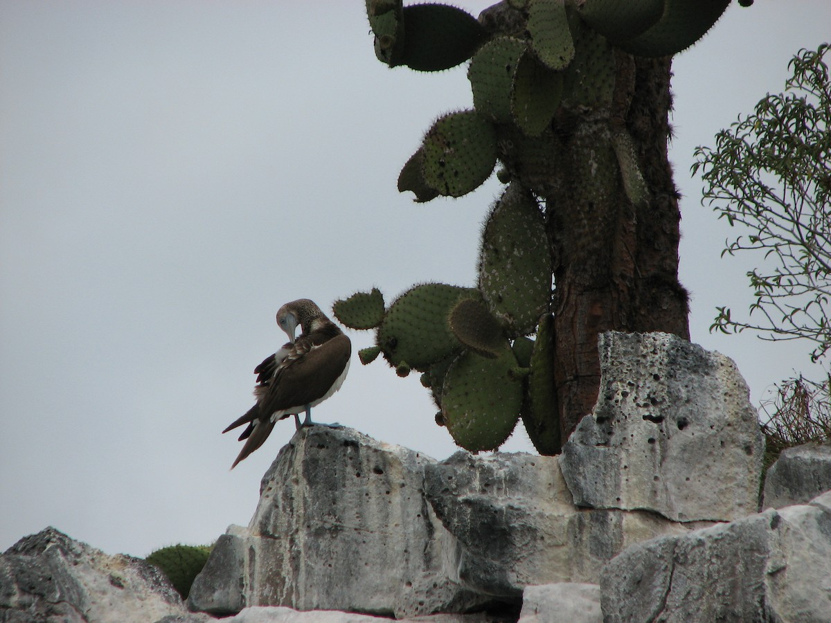 Blue-footed Booby - ML621385856