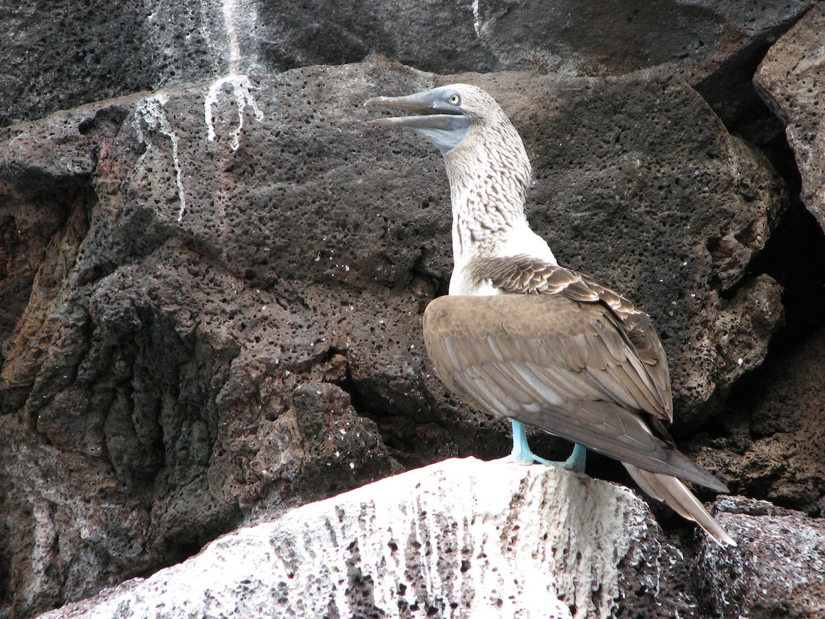 Blue-footed Booby - ML621385857