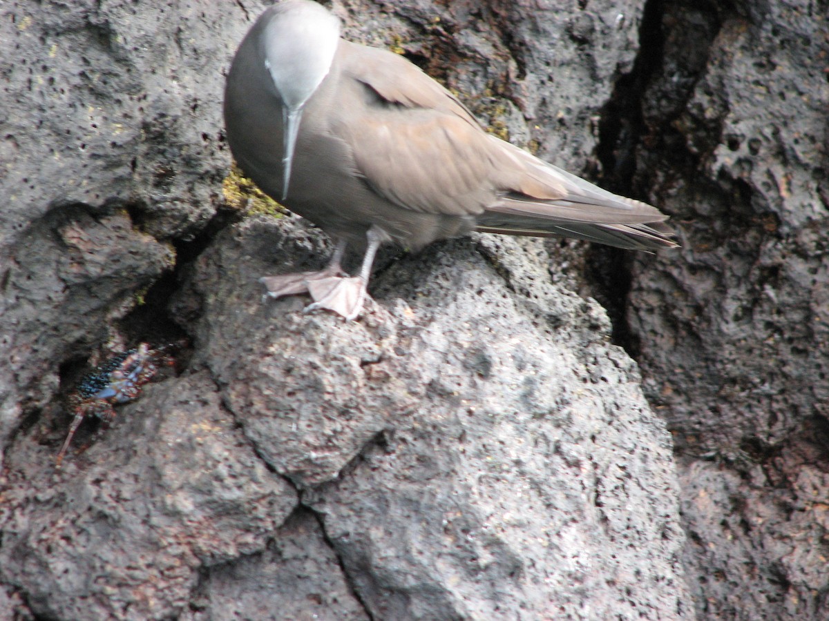 Brown Noddy - ML621385889