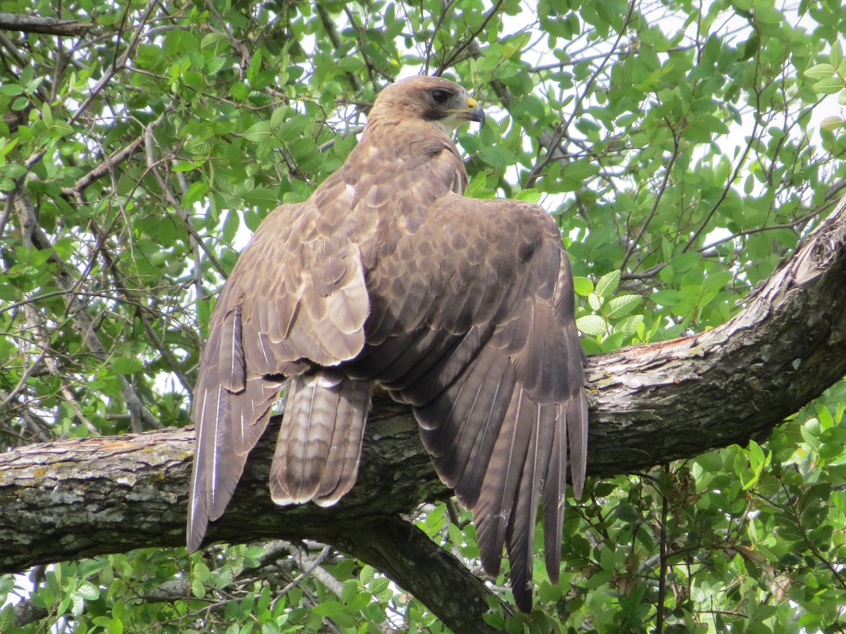 Swainson's Hawk - Tamie Bulow