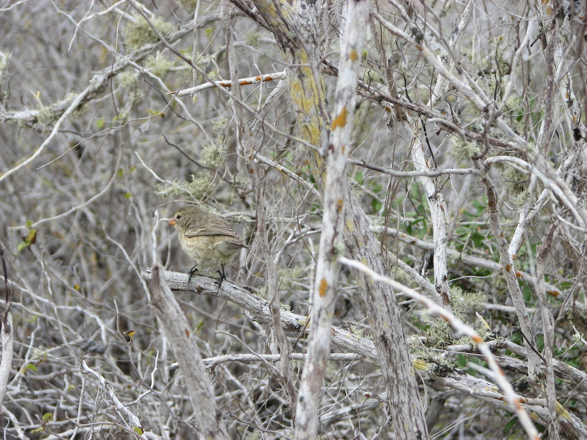 Small Tree-Finch - ML621385933