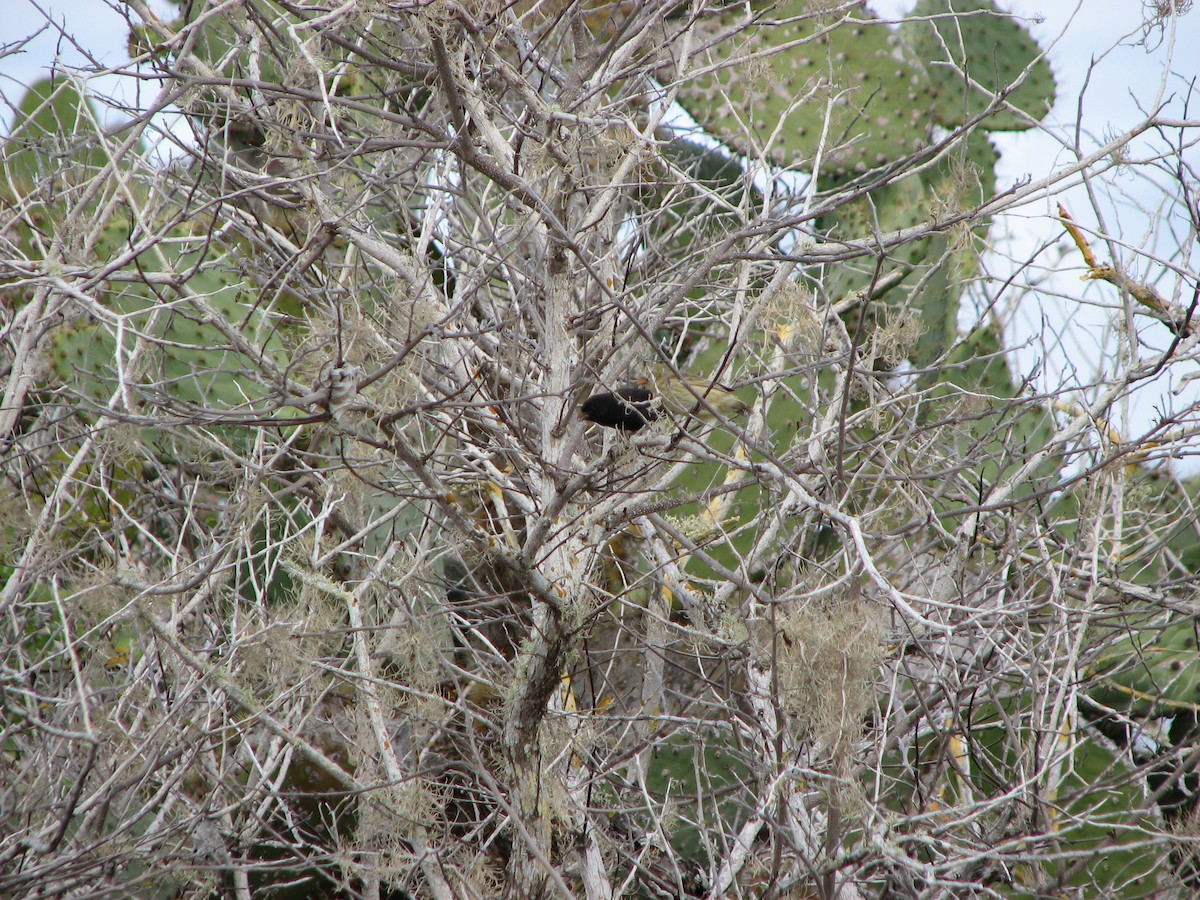 Small Tree-Finch - ML621385934