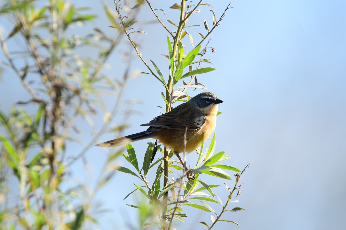 Long-tailed Reed Finch - ML621385964