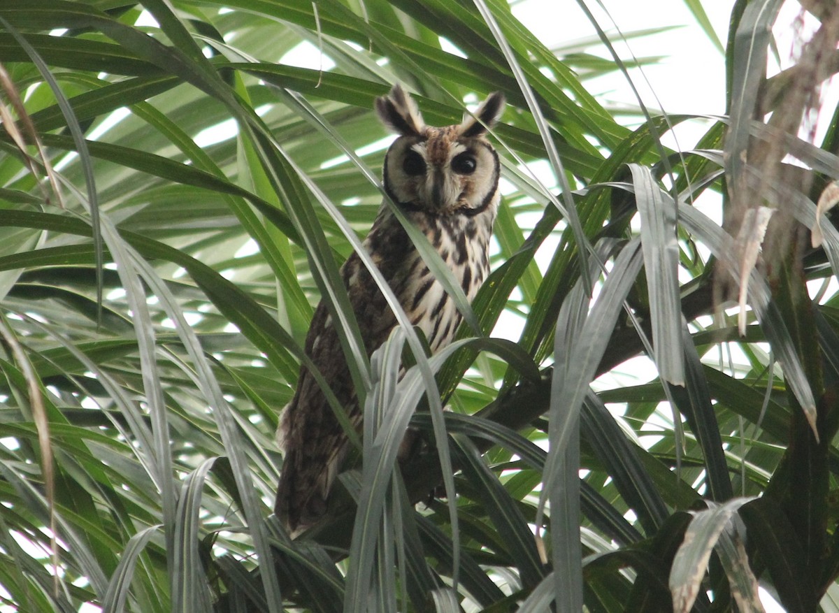 Striped Owl - ML621385985