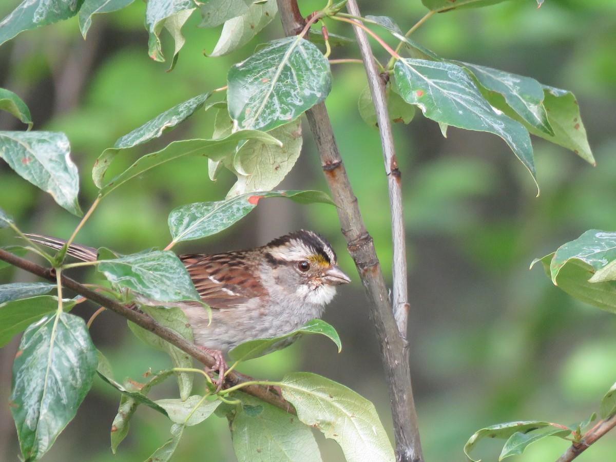 White-throated Sparrow - ML621385986