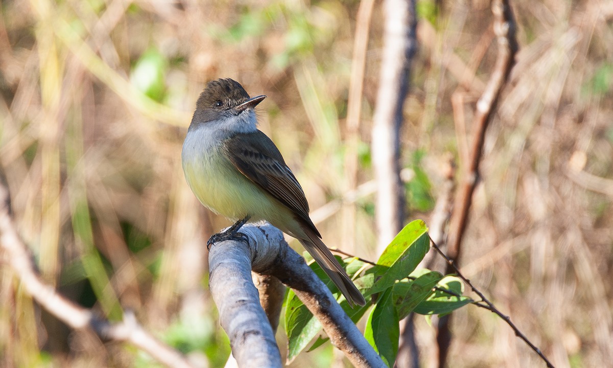 Dusky-capped Flycatcher (lawrenceii Group) - ML621385995