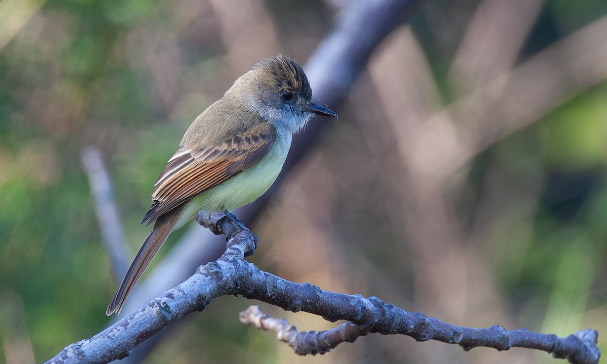 Dusky-capped Flycatcher (lawrenceii Group) - ML621385996