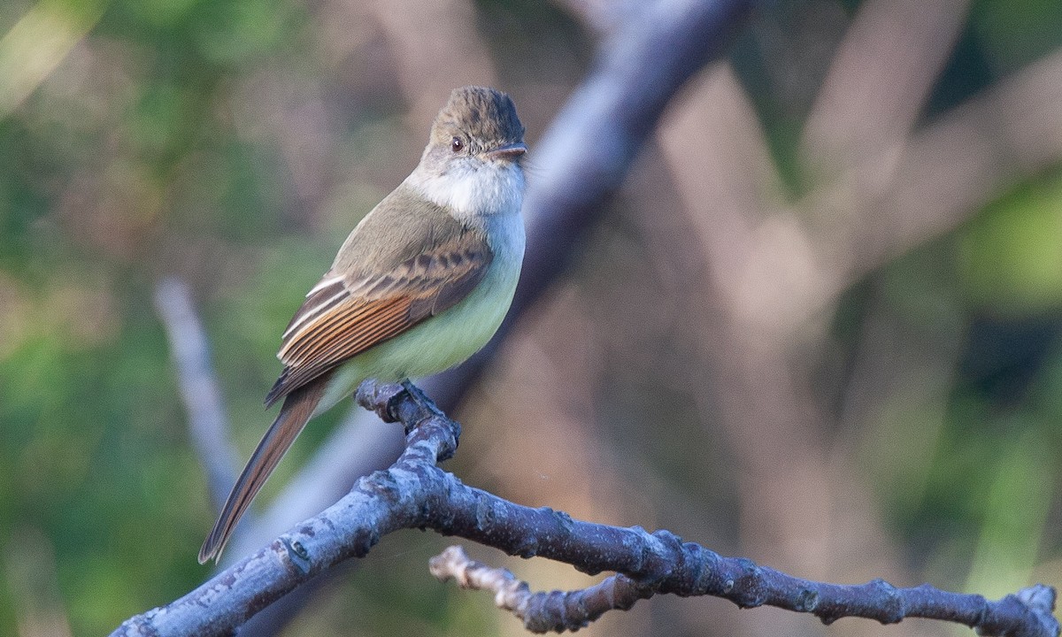 Dusky-capped Flycatcher (lawrenceii Group) - ML621385997