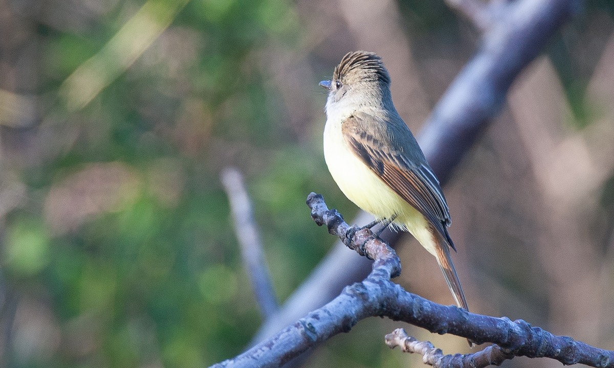 Dusky-capped Flycatcher (lawrenceii Group) - ML621385998
