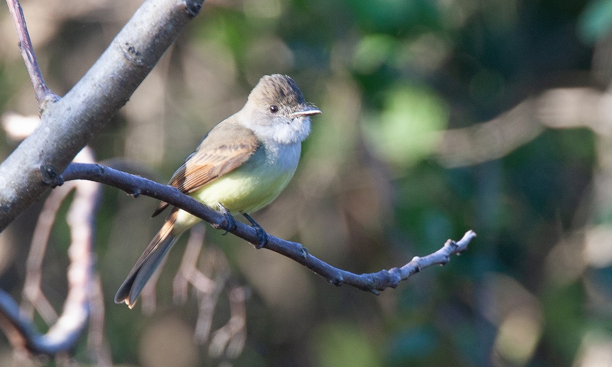 Dusky-capped Flycatcher (lawrenceii Group) - ML621385999