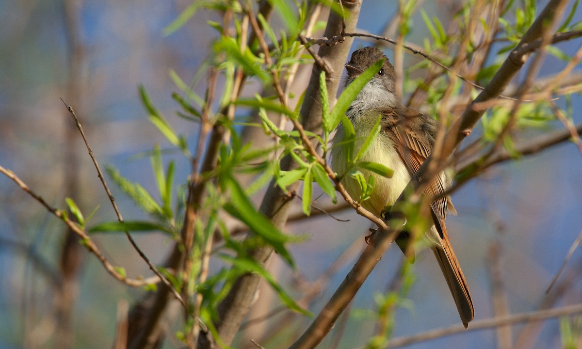 Dusky-capped Flycatcher (lawrenceii Group) - ML621386000