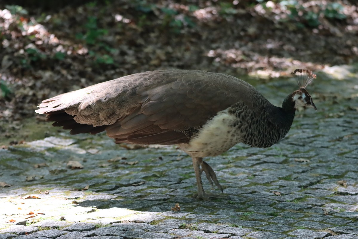 Indian Peafowl (Domestic type) - ML621386031