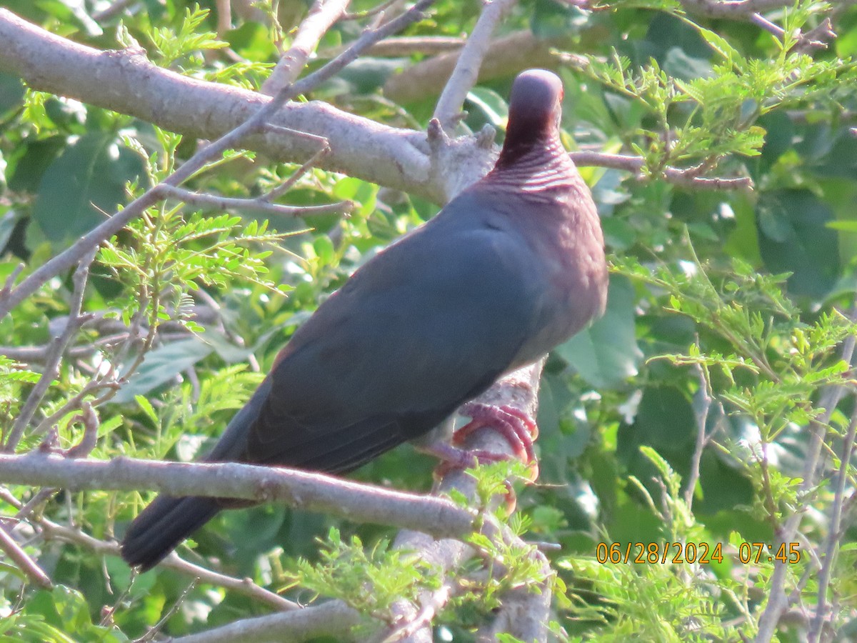 Scaly-naped Pigeon - ML621386036