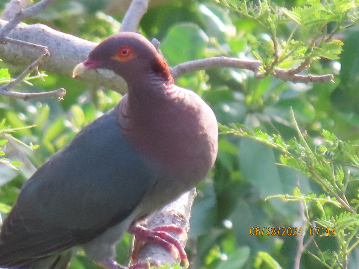 Scaly-naped Pigeon - ML621386037