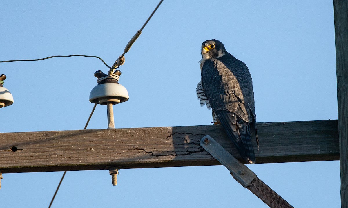 Peregrine Falcon (North American) - ML621386057