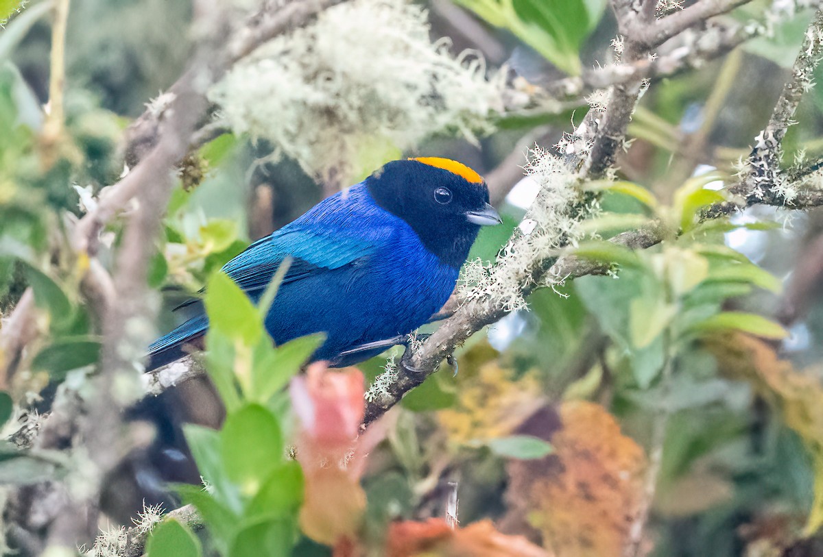 Golden-crowned Tanager - ML621386099