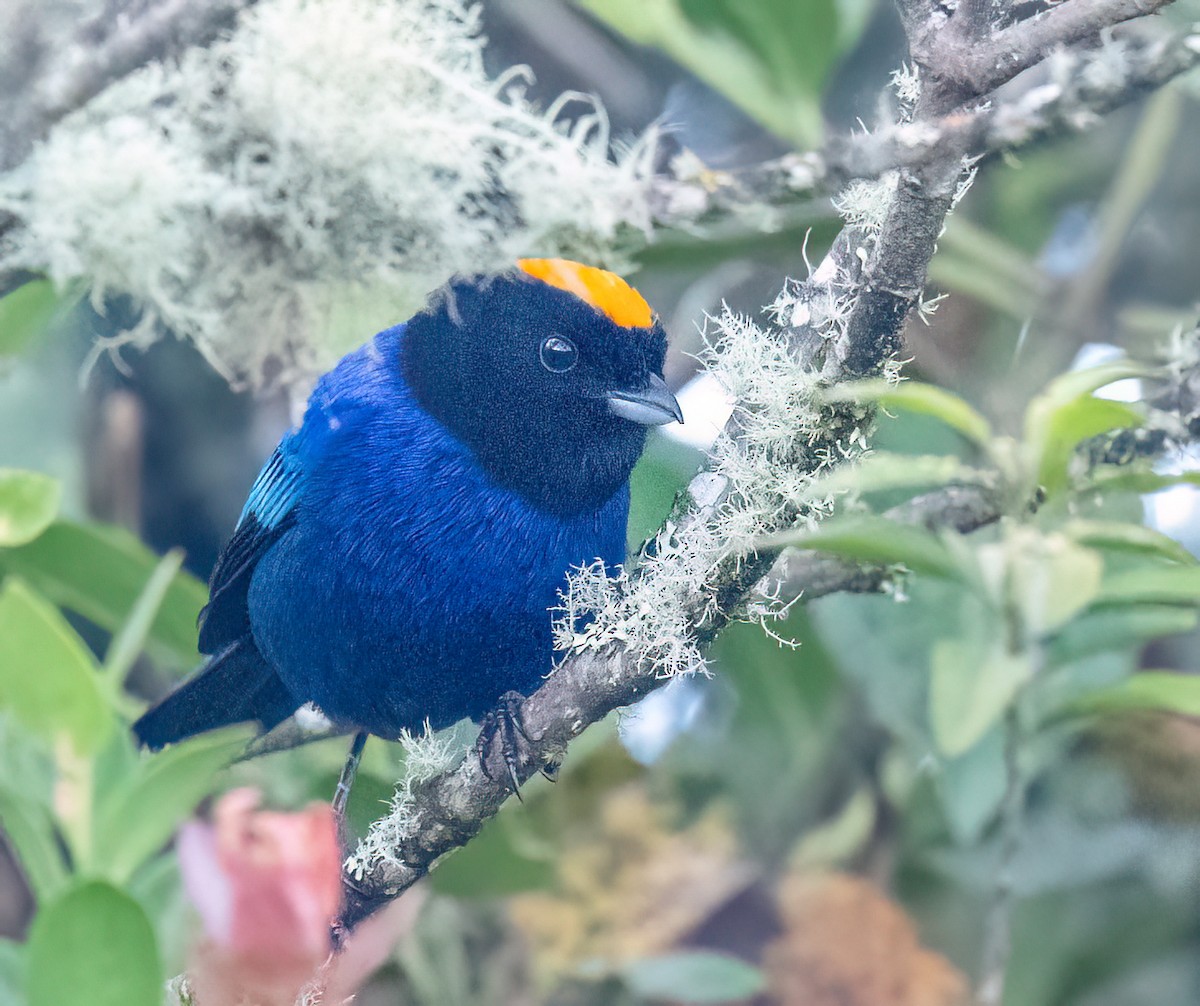 Golden-crowned Tanager - ML621386101