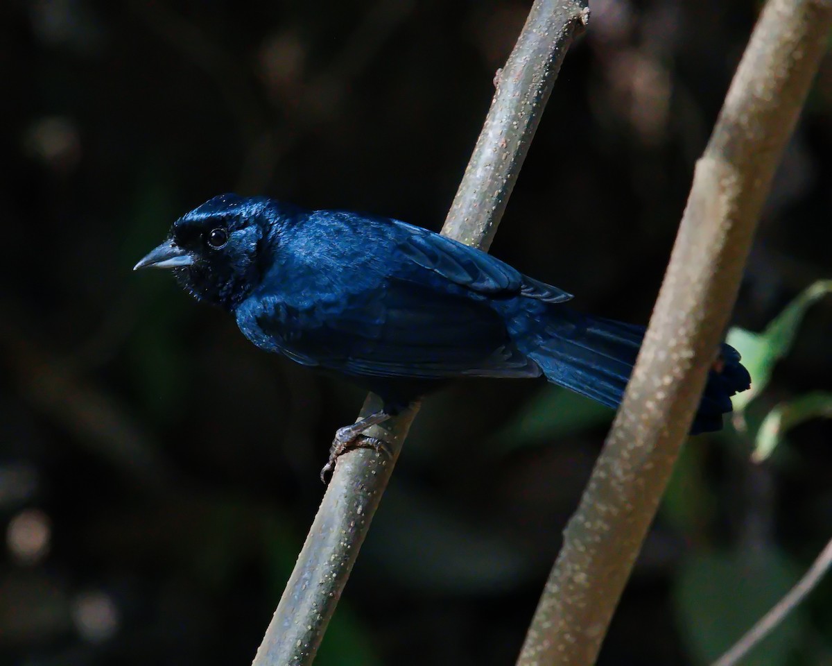 Ruby-crowned Tanager - ML621386115