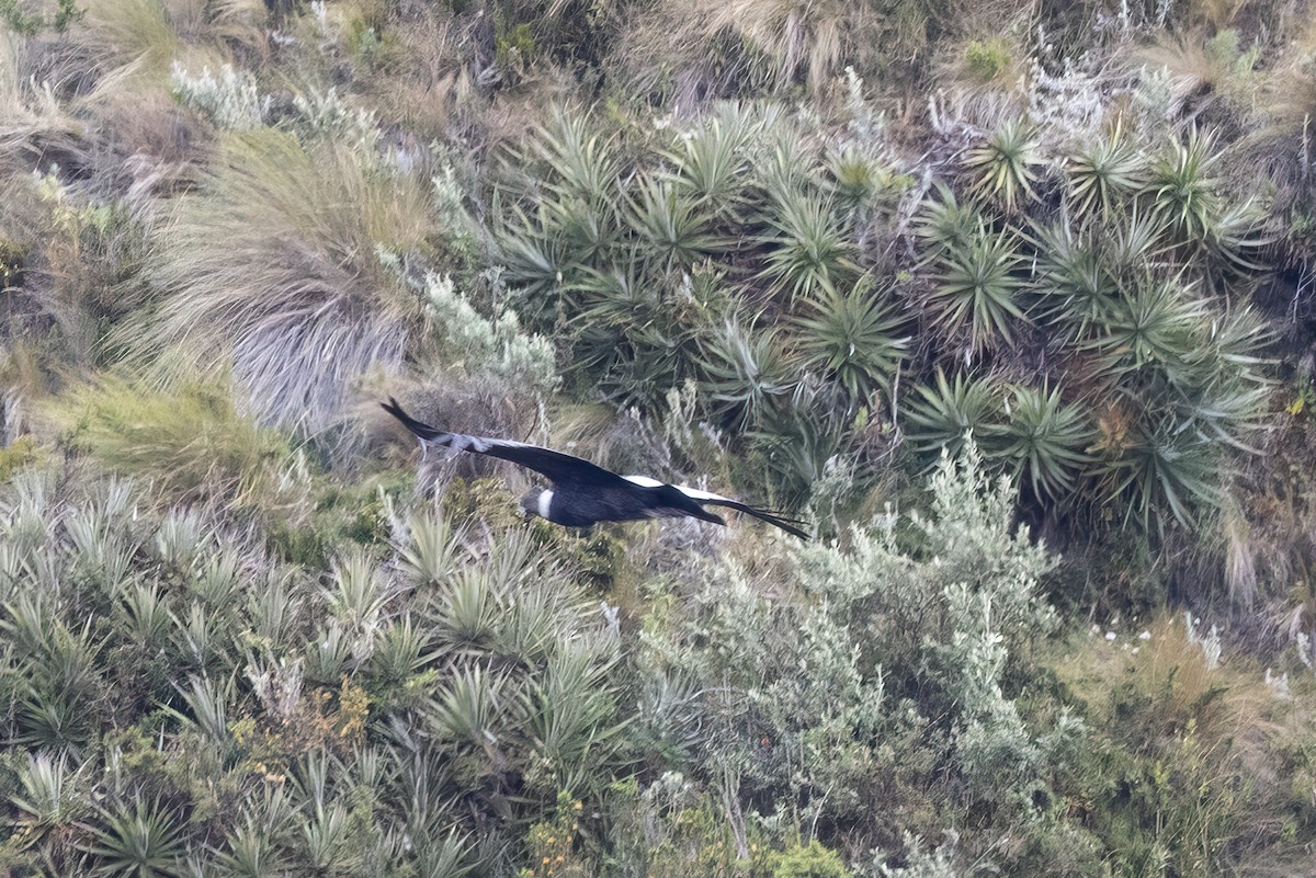 Andean Condor - ML621386118