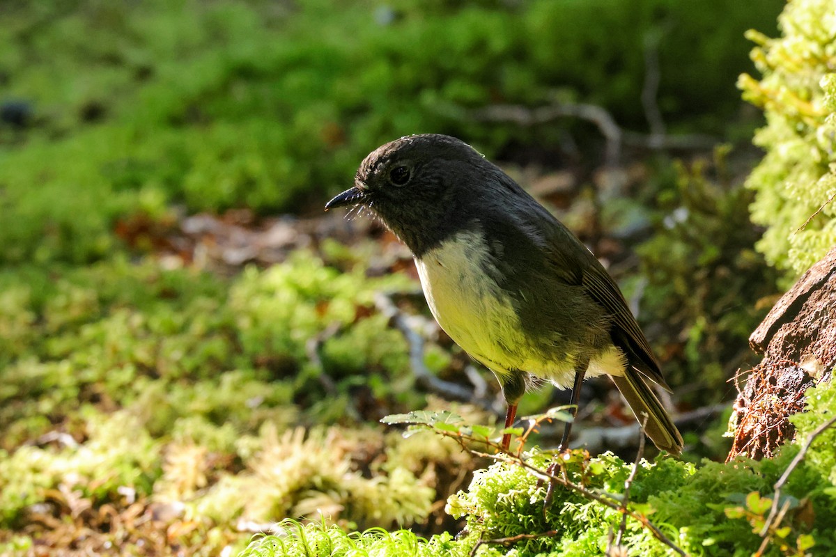 South Island Robin - ML621386126