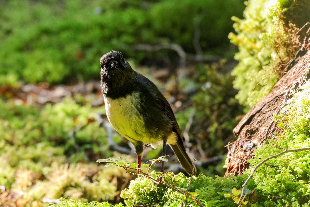 South Island Robin - ML621386127