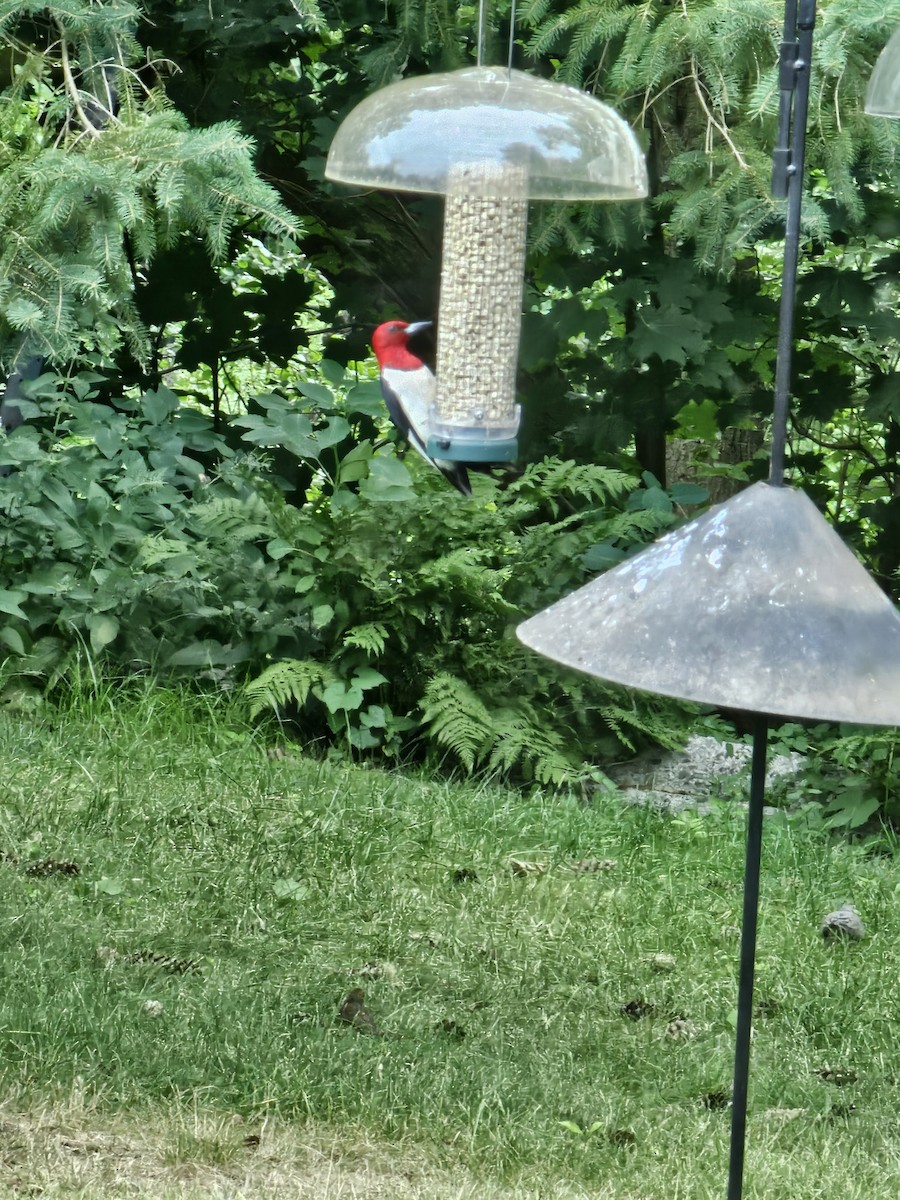 Red-headed Woodpecker - ML621386166