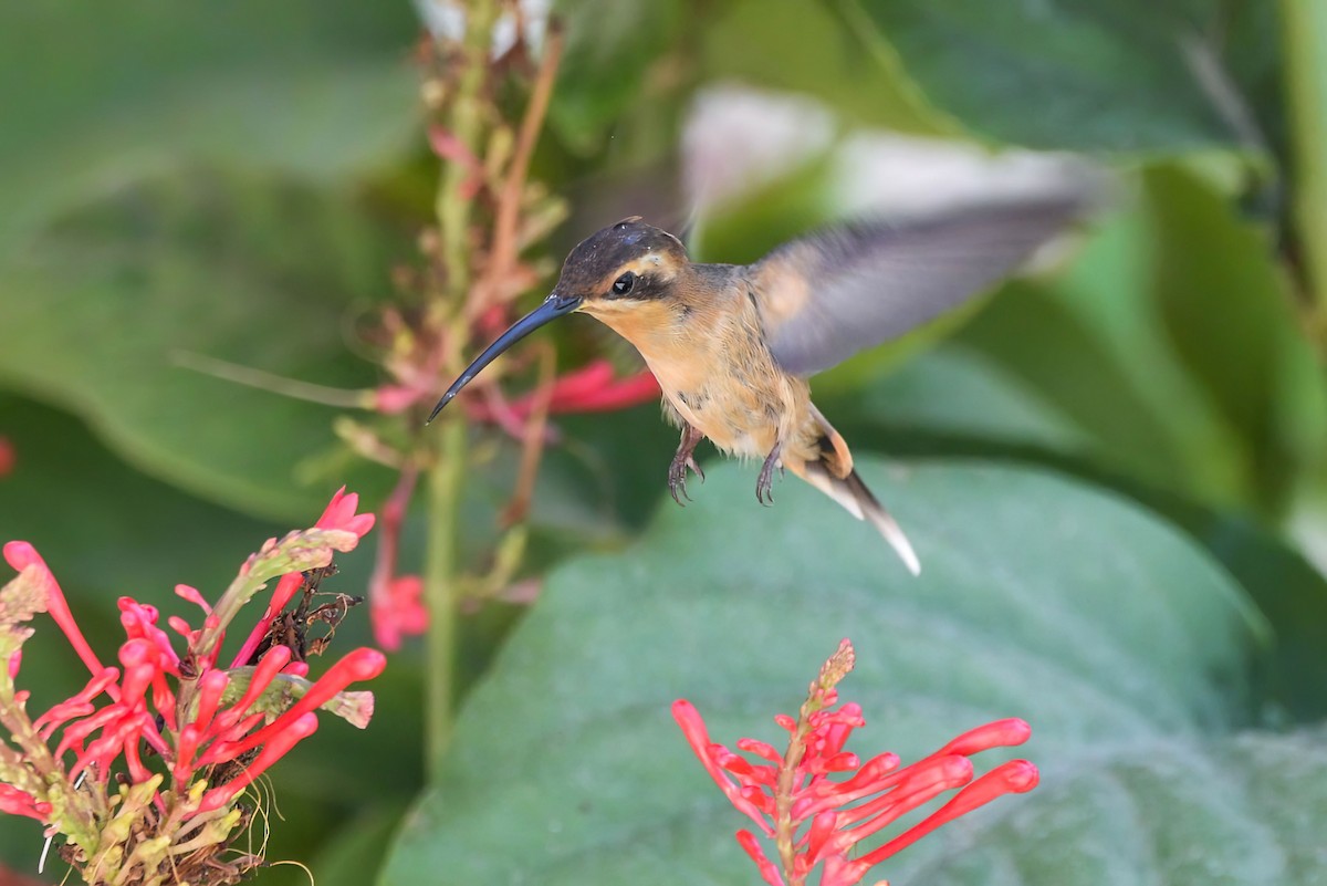 Cinnamon-throated Hermit - ML621386207