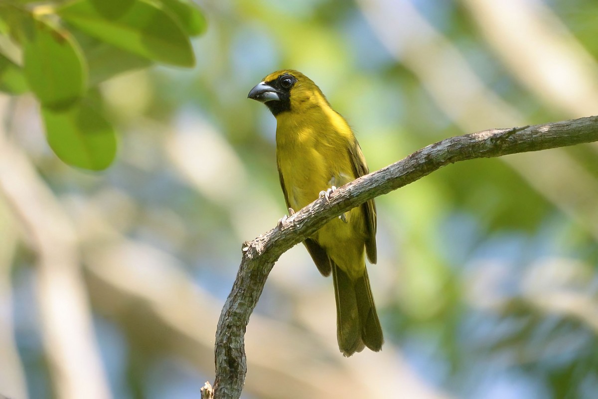 Yellow-green Grosbeak - ML621386217