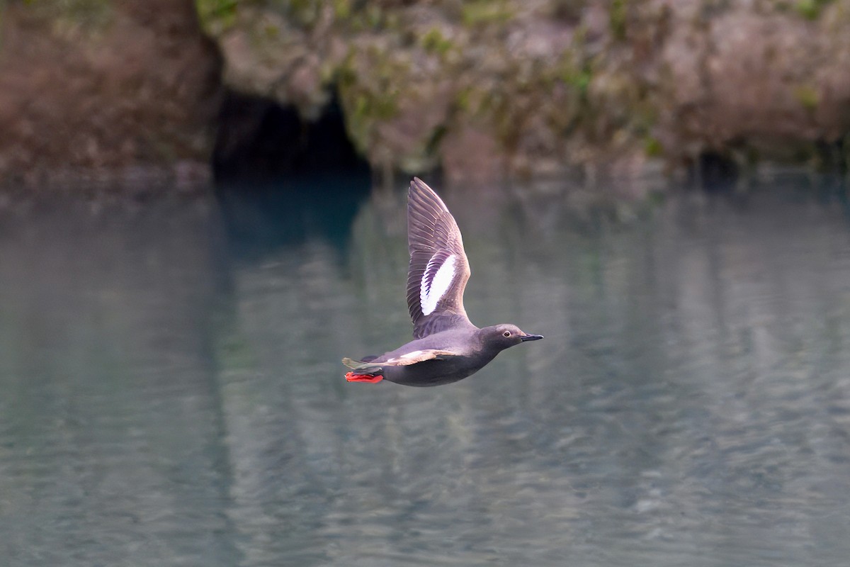 Pigeon Guillemot - ML621386220