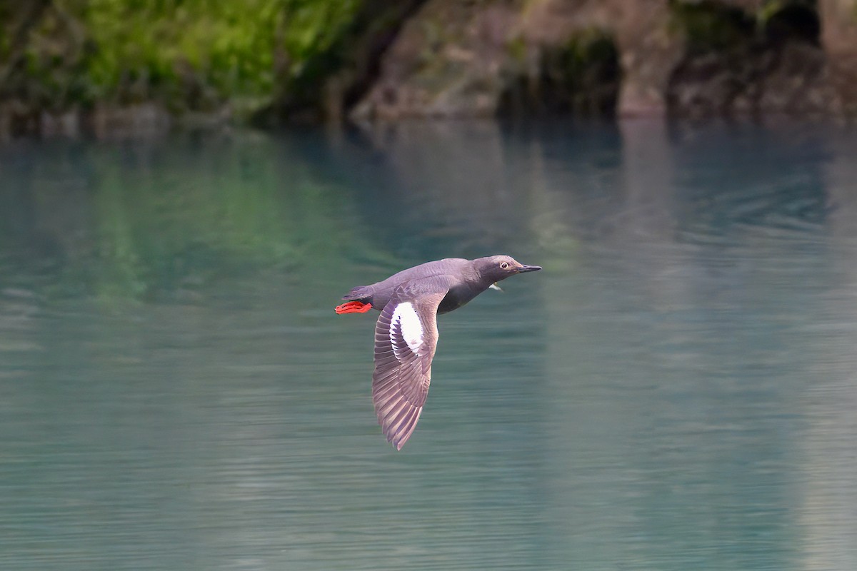 Pigeon Guillemot - ML621386221