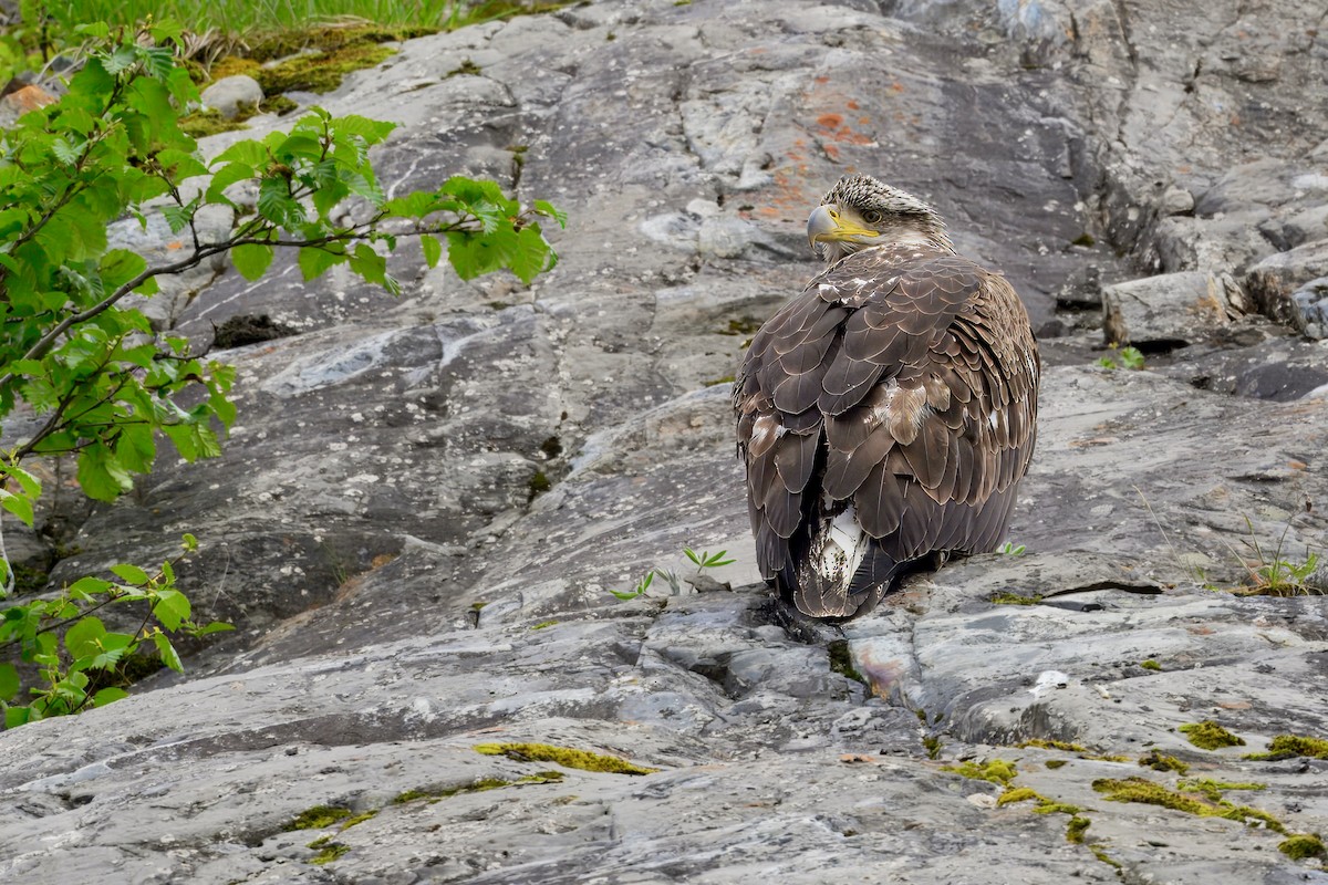 Bald Eagle - ML621386225