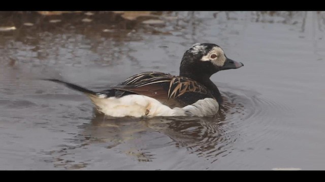Long-tailed Duck - ML621386227