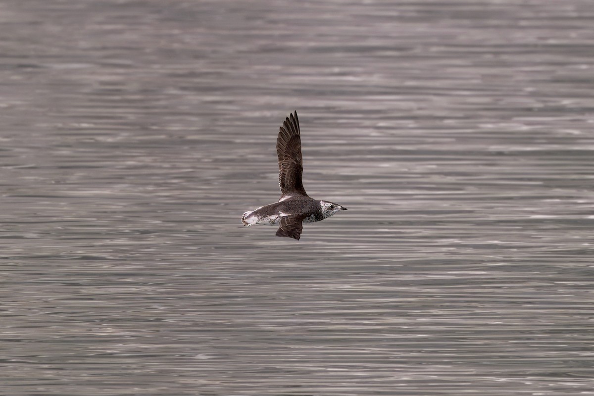 Kittlitz's Murrelet - ML621386231