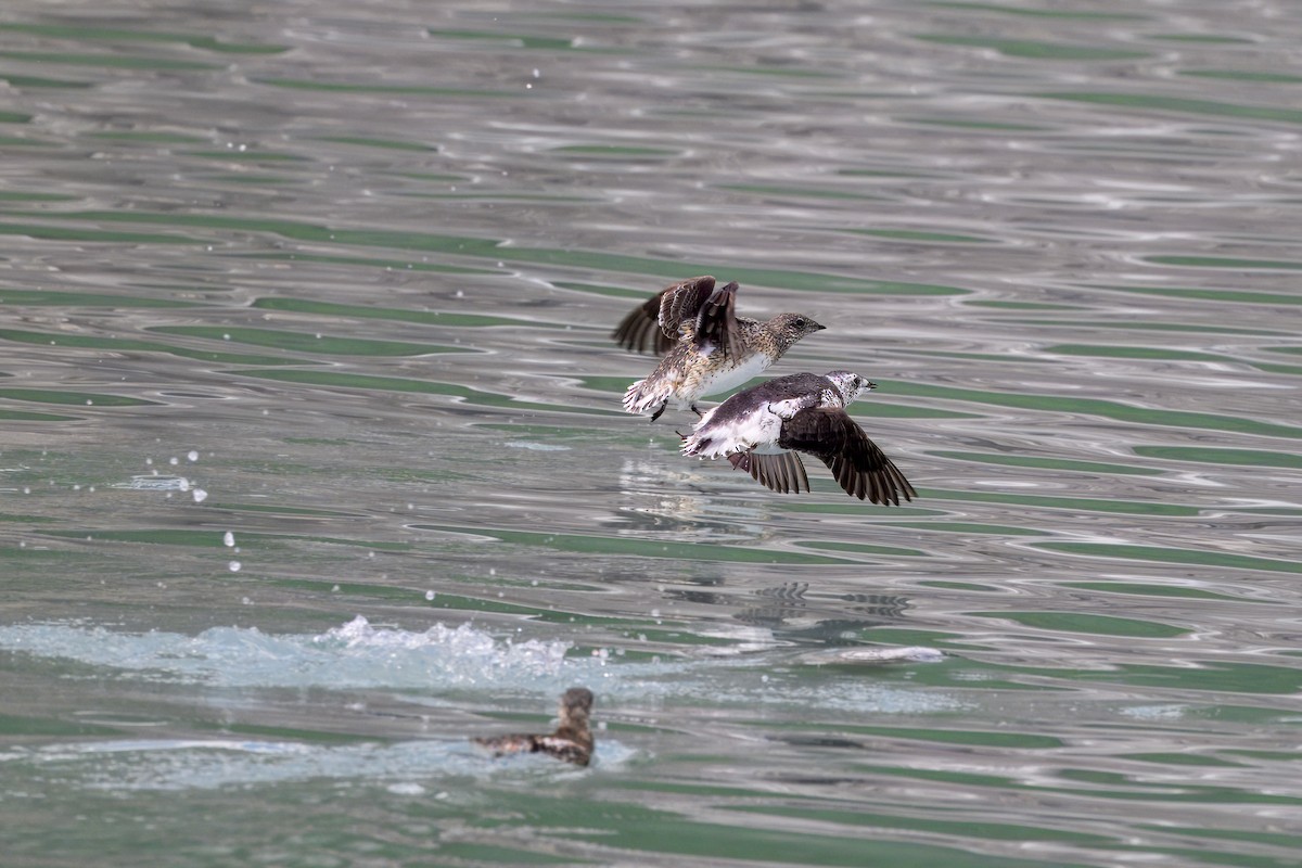 Kittlitz's Murrelet - ML621386232