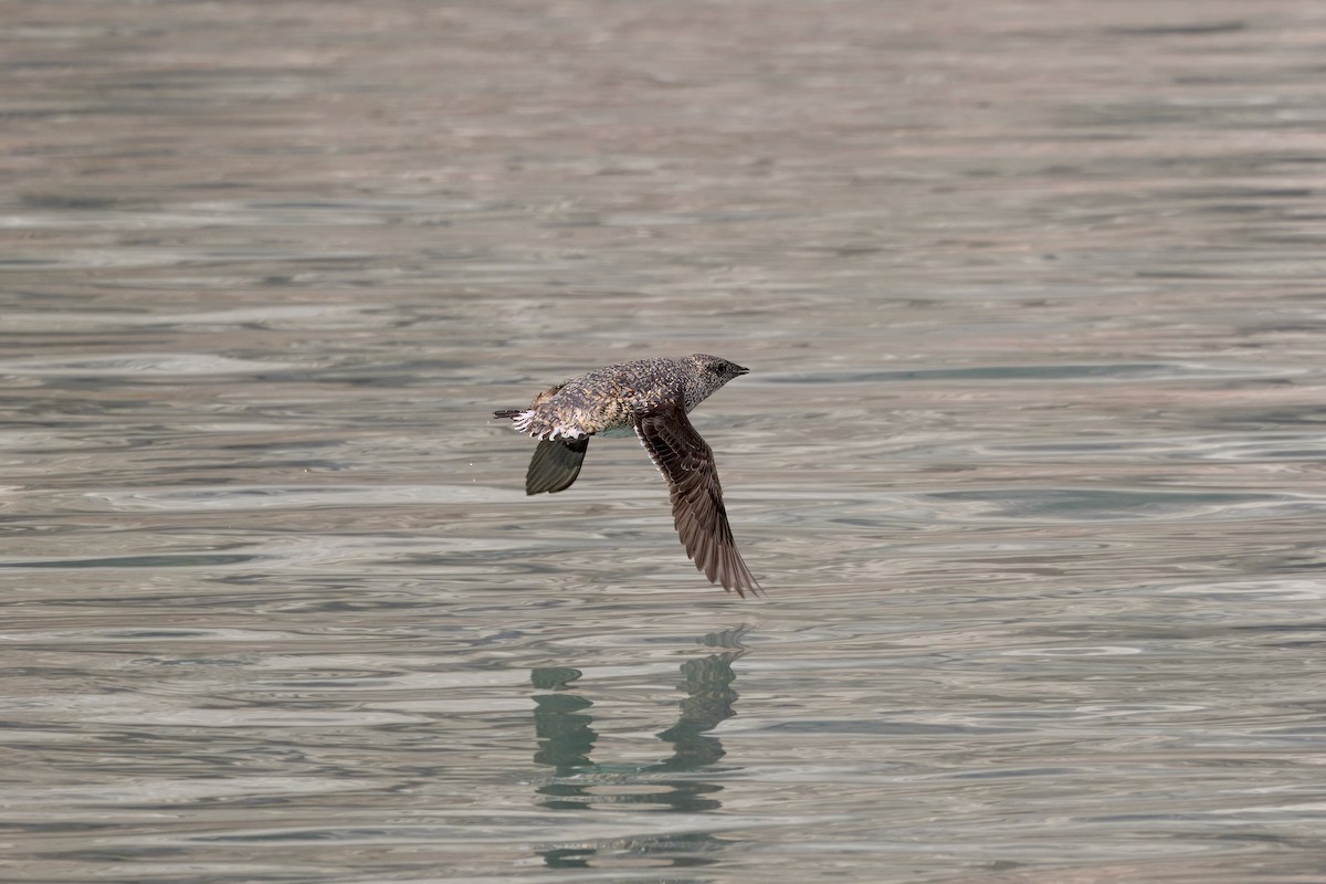 Kittlitz's Murrelet - ML621386233