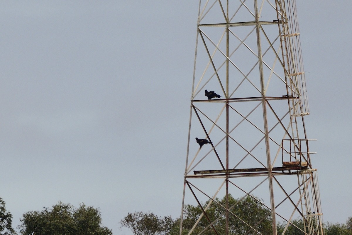 Wedge-tailed Eagle - ML621386249