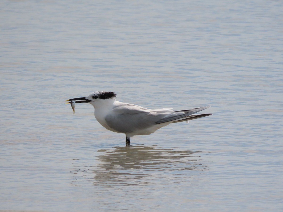 Sandwich Tern - ML621386253