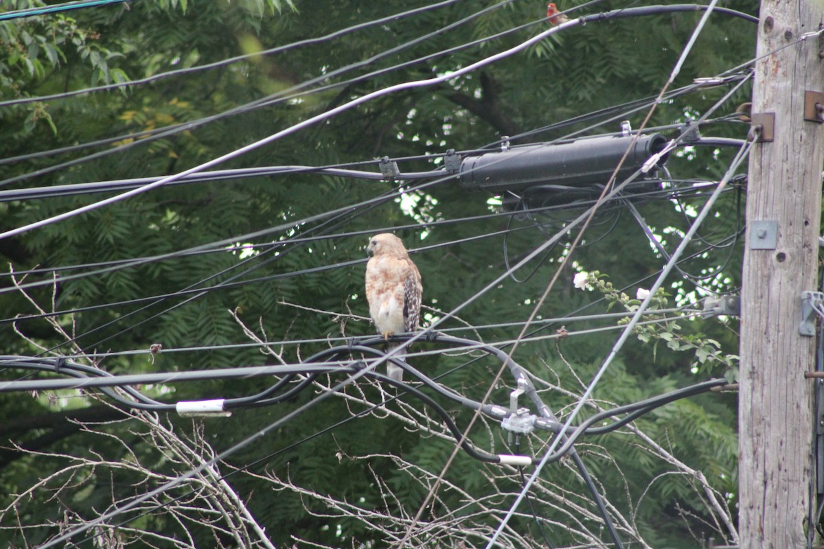 Red-shouldered Hawk - ML621386255