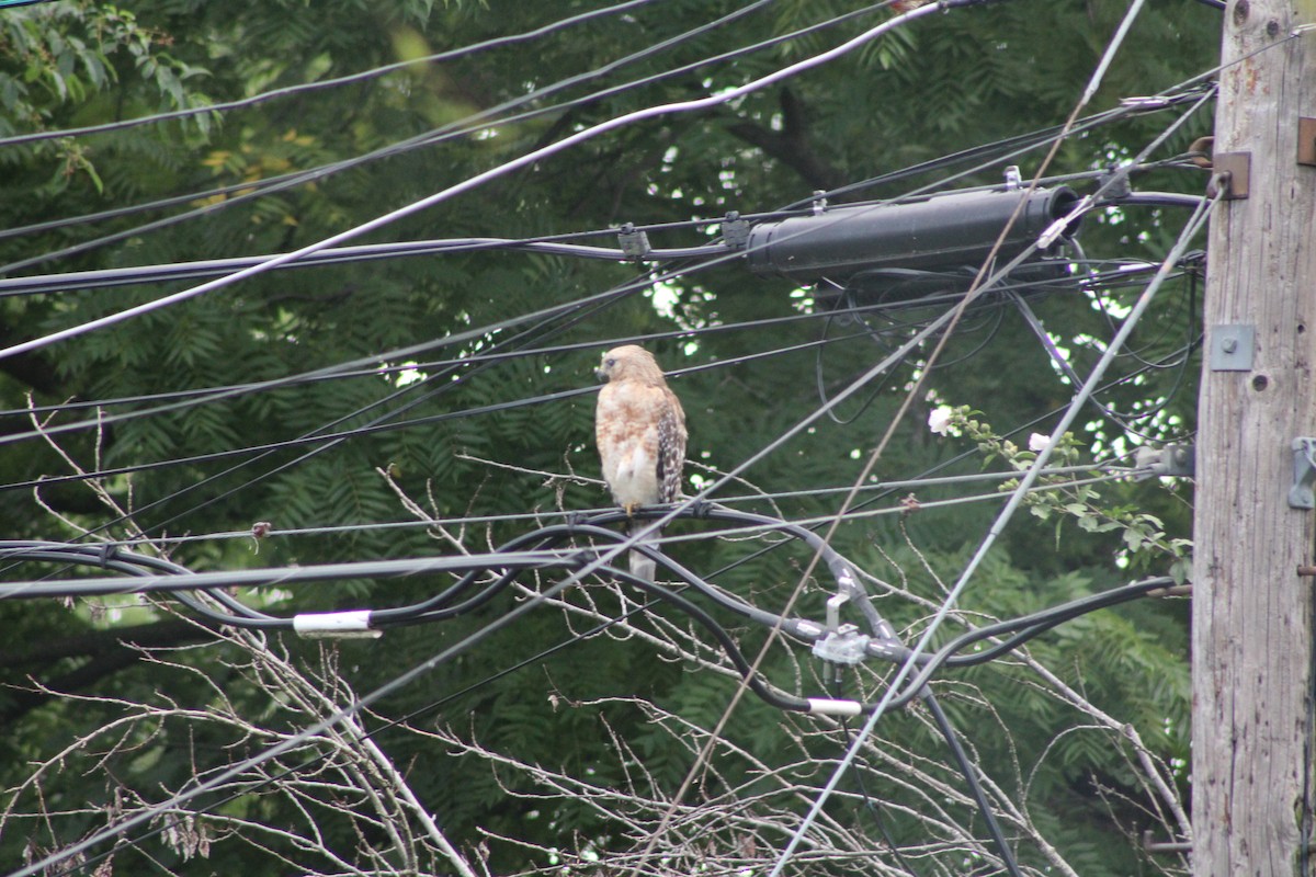 Red-shouldered Hawk - ML621386256