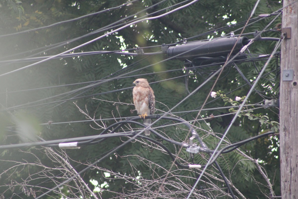 Red-shouldered Hawk - ML621386257