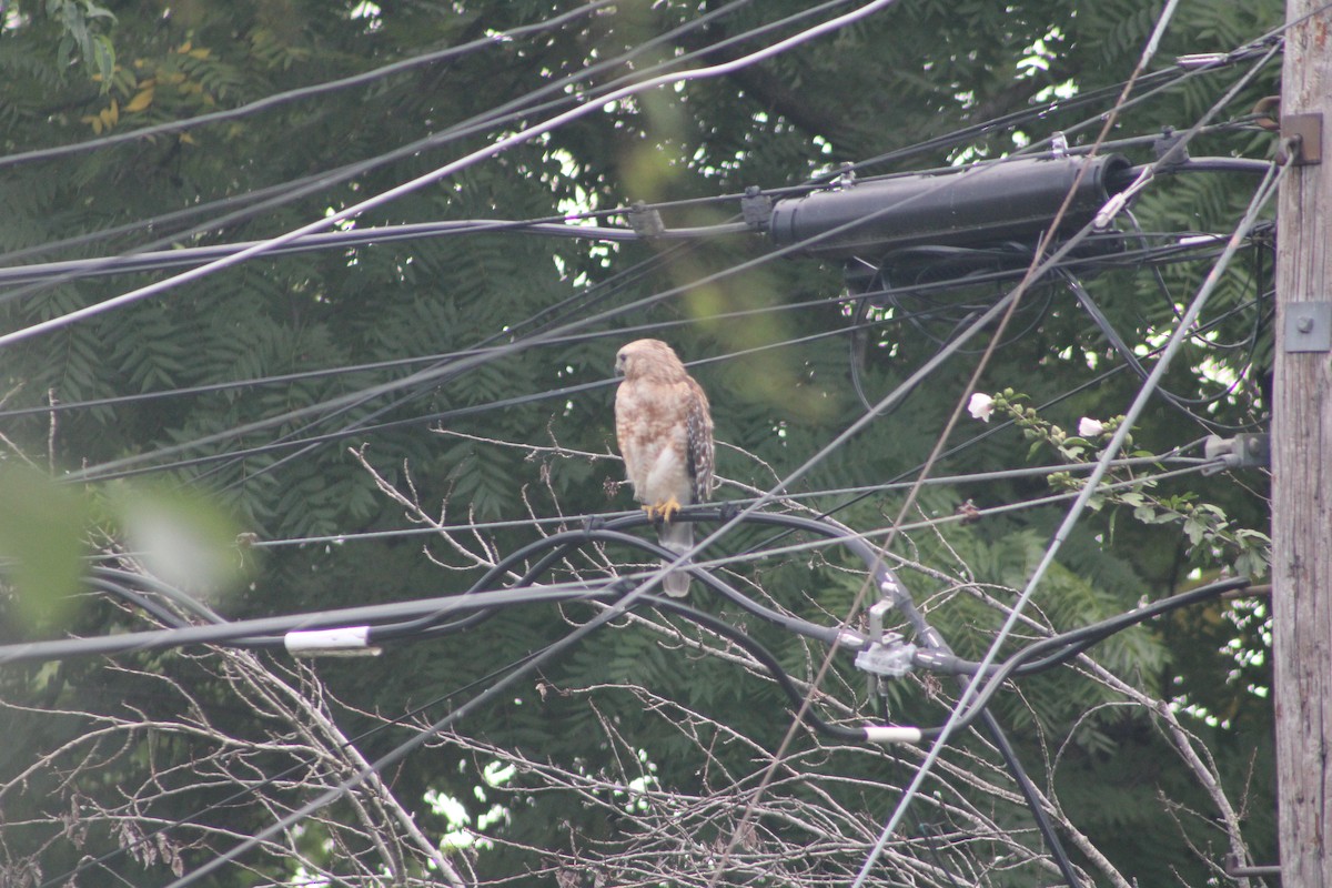 Red-shouldered Hawk - ML621386259