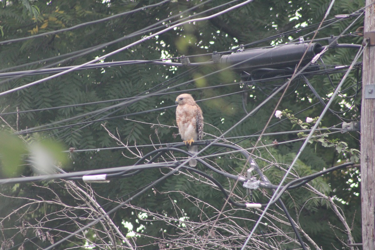 Red-shouldered Hawk - ML621386260